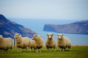 new zealand, sea, nature, sheep, coast